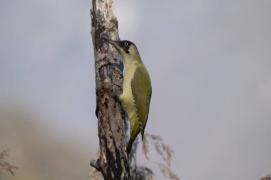 Ormandaki güzel yeşil bir bitkinin yakın çekimi.