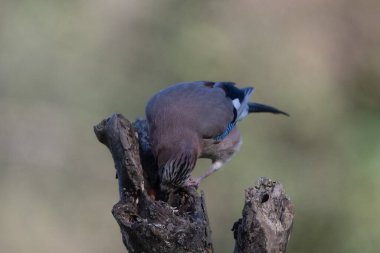 black tit bird sitting on a branch