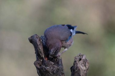 black tit bird sitting on a branch