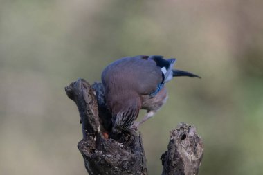 black tit bird sitting on a branch