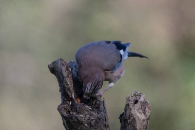 black tit bird sitting on a branch