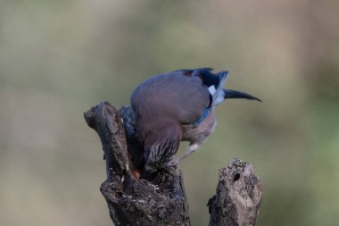 black tit bird sitting on a branch