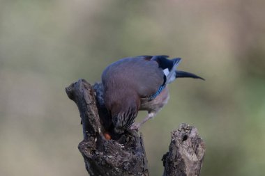 black tit bird sitting on a branch
