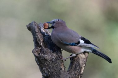 black tit bird sitting on a branch