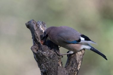 black tit bird sitting on a branch