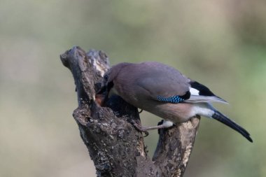 black tit bird sitting on a branch