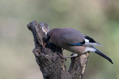 black tit bird sitting on a branch