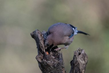 black tit bird sitting on a branch