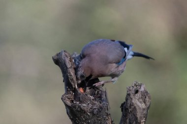 black tit bird sitting on a branch