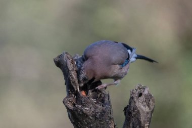 black tit bird sitting on a branch