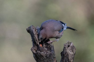 black tit bird sitting on a branch