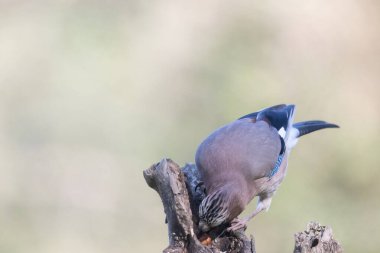 black tit bird sitting on a branch
