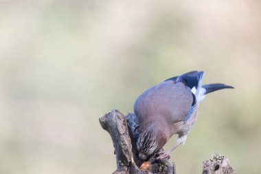 black tit bird sitting on a branch