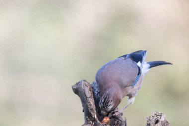 black tit bird sitting on a branch