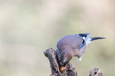 black tit bird sitting on a branch