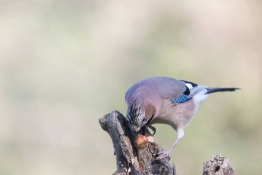 black tit bird sitting on a branch