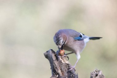 black tit bird sitting on a branch
