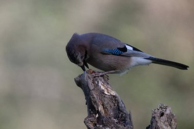 black tit bird sitting on a branch