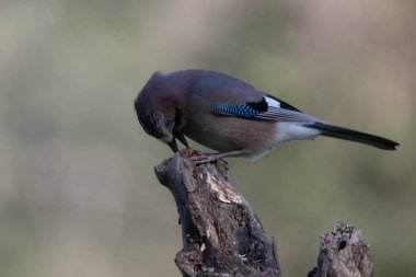 black tit bird sitting on a branch