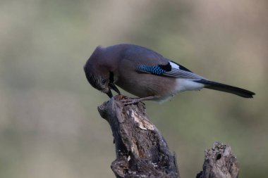 black tit bird sitting on a branch