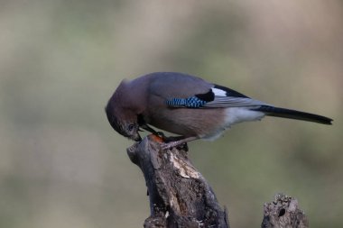 black tit bird sitting on a branch