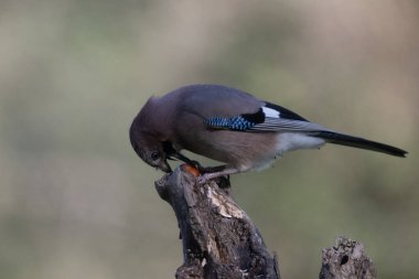 black tit bird sitting on a branch