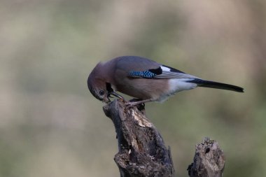 black tit bird sitting on a branch