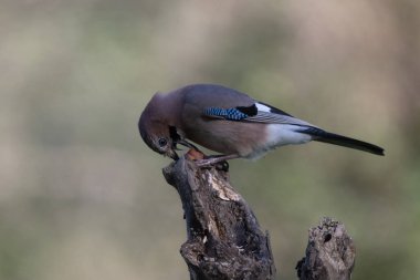 black tit bird sitting on a branch