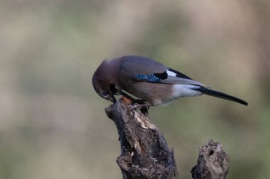 black tit bird sitting on a branch