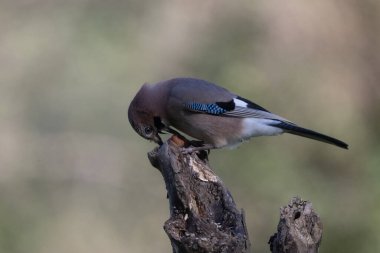 black tit bird sitting on a branch