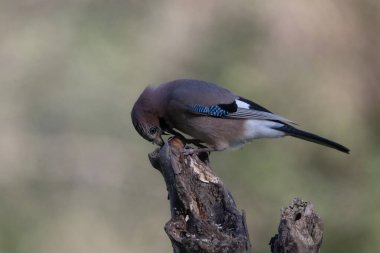 black tit bird sitting on a branch