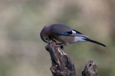 black tit bird sitting on a branch
