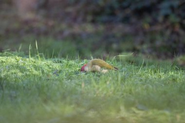 black tit bird sitting on a branch