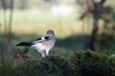 black tit bird sitting on a branch