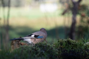 black tit bird sitting on a branch