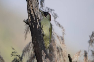 black tit bird sitting on a branch