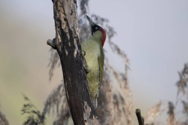 black tit bird sitting on a branch