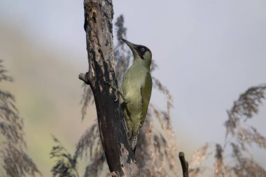 black tit bird sitting on a branch