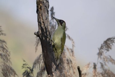 black tit bird sitting on a branch