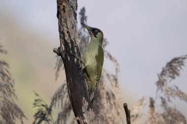 black tit bird sitting on a branch