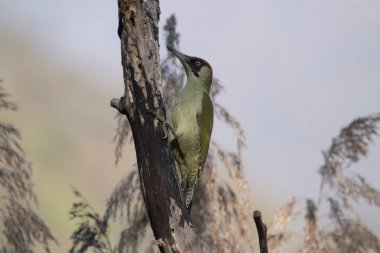 black tit bird sitting on a branch