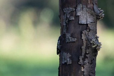 black tit bird sitting on a branch