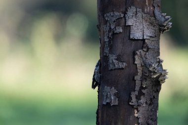 black tit bird sitting on a branch
