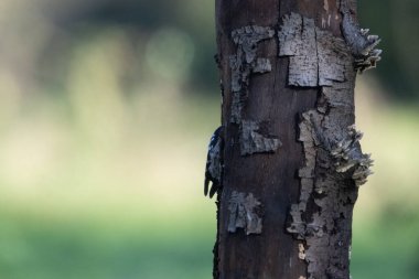black tit bird sitting on a branch