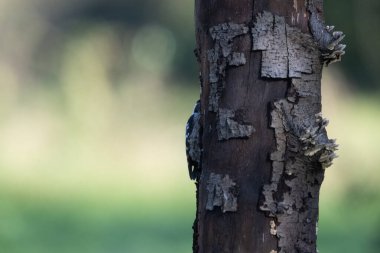 black tit bird sitting on a branch