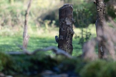 black tit bird sitting on a branch