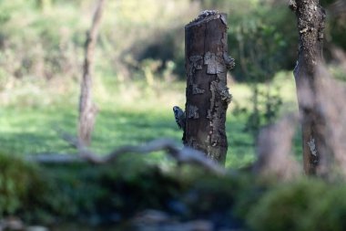 black tit bird sitting on a branch