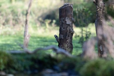 black tit bird sitting on a branch