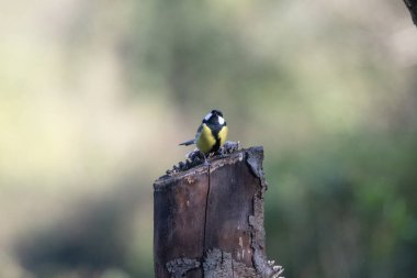 black tit bird sitting on a branch
