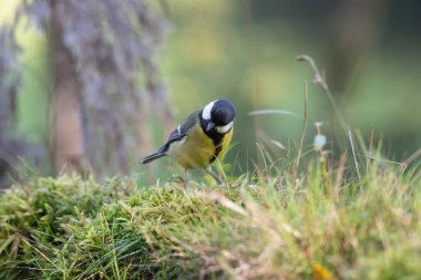 black tit bird sitting on a branch